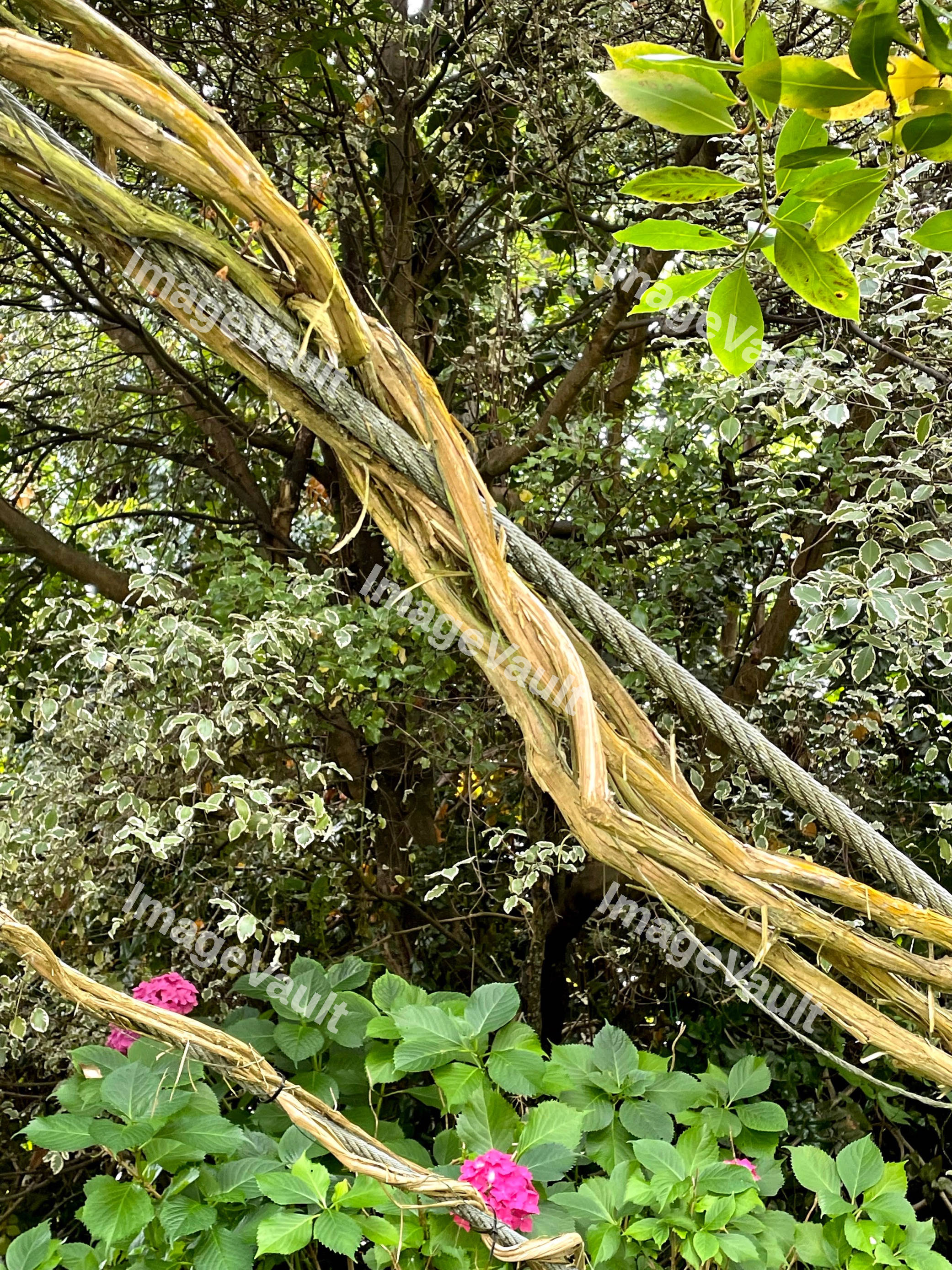Vines Wrapping Around Cable